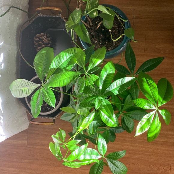 Meet your Posher, Ava - Picture 3 of 3